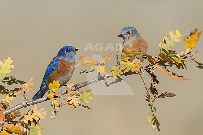 Adult male (left), adult female (right)
Santa Barbara Co., CA
November 2022 stock-image by Agami/Brian E Small,