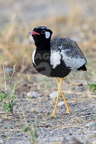 Mannetje Botswanatrap, Male White-quilled Bustard stock-image by Agami/Wil Leurs,