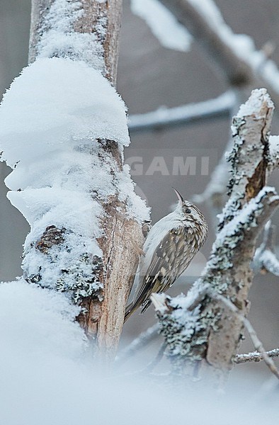 Eurasian treecreeper (Certhia familiaris) wintering in Finland. stock-image by Agami/Markus Varesvuo,