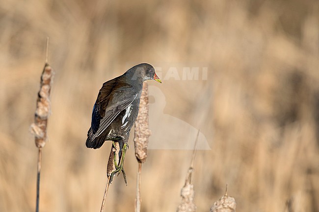 waterhoen jong boven op een Grote lisdodde;  Moorhen juvenile sitting on top common cattail; stock-image by Agami/Walter Soestbergen,