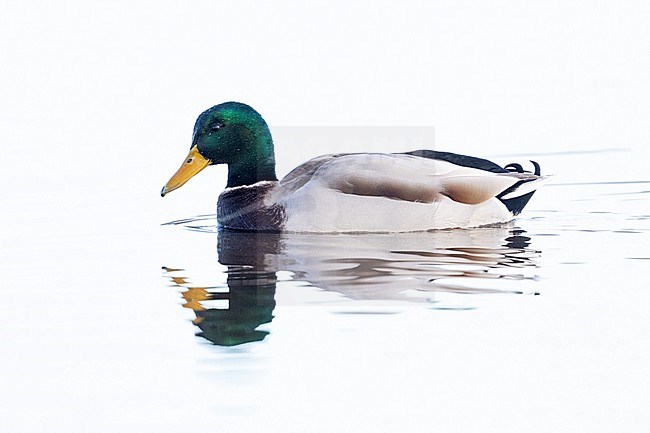 Mallard (Anas platyrhynchos), side view of an adult male swimming in the water, Campania, Italy stock-image by Agami/Saverio Gatto,