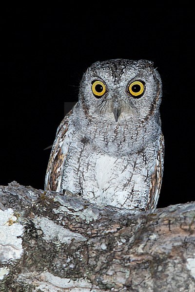 Oosterse Dwergooruil zittend in boom; Oriental Scops-Owl perched in tree stock-image by Agami/Dubi Shapiro,