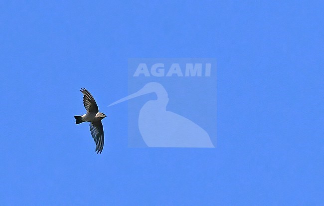 Madagascar Spinetail (Zoonavena grandidieri) in flight on Madagascar. stock-image by Agami/Eduard Sangster,