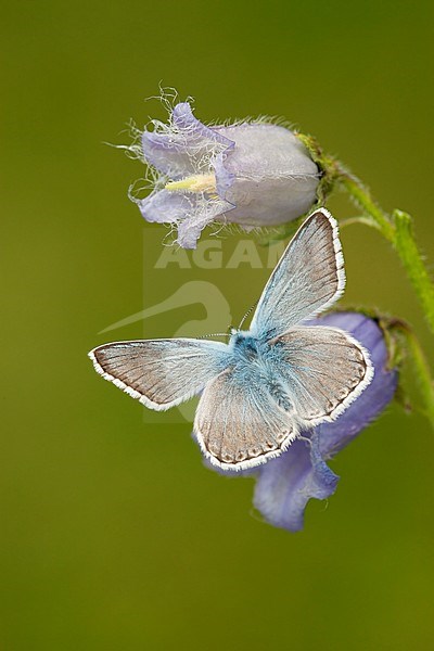Bleek blauwtje / Chalk-hill Blue (Polyommatus coridon) stock-image by Agami/Wil Leurs,