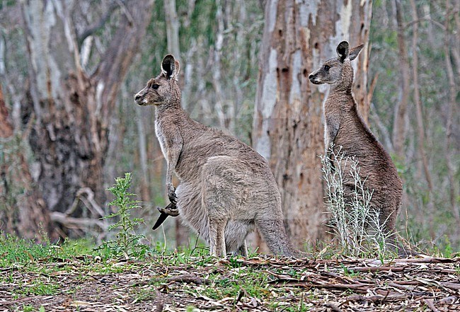 Eastern grey kangaroo (Macropus giganteus) in Australia. Also known as the great grey kangaroo and the forester kangaroo. stock-image by Agami/Pete Morris,
