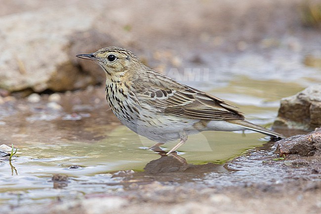 Tree Pipit (Anthus trivialis), side view of an adult standing in a puddle, Abruzzo, Italy stock-image by Agami/Saverio Gatto,