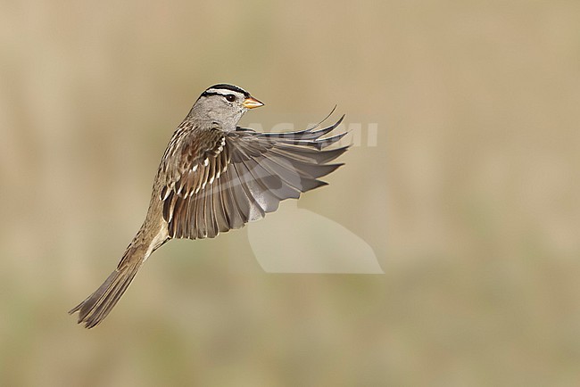 Adult 
Santa Barbara Co., CA
November 2021 stock-image by Agami/Brian E Small,