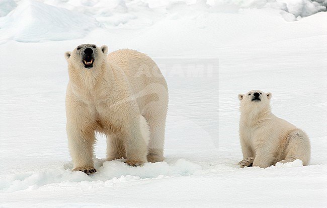 IJsbeer met jong, Polar Bear with cub stock-image by Agami/Roy de Haas,