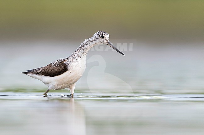 Common Greenshank - Grünschenkel - Tringa nebularia, Germany, adult stock-image by Agami/Ralph Martin,