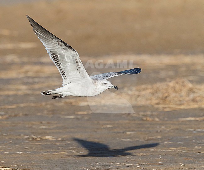 Immature Audouin's Gull (Ichthyaetus audouinii) in flight at the Ebro delta, Spain.  Flying over the beach, showing under wing. stock-image by Agami/Marc Guyt,