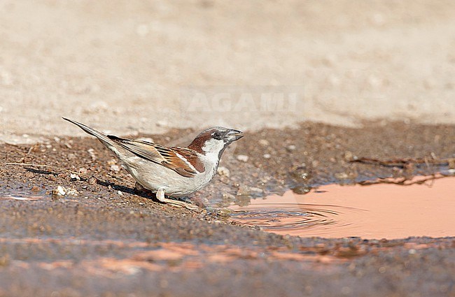House Sparrow (Passer domesticus biblicus) during spring on Lesvos, Greece. stock-image by Agami/Marc Guyt,