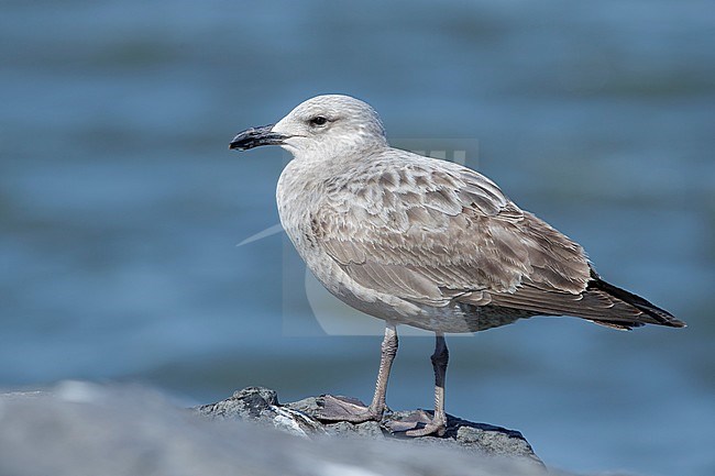 1st winter American Herring Gull (Larus smithsonianus) standing near the coastline.
Ocean Co., New Jersey, USA.
March 2017 stock-image by Agami/Brian E Small,