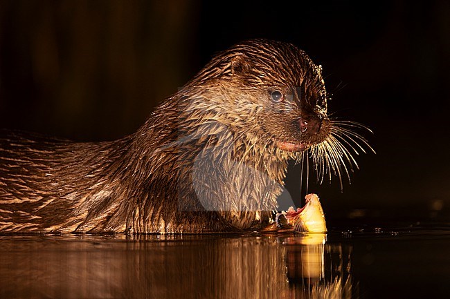 Eurasian otter (Lutra lutra) in Hungary. Fishing at night in a fish pond. stock-image by Agami/Marc Guyt,
