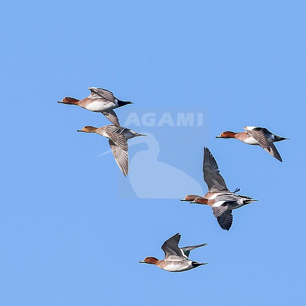 Eurasian Wigeon (Anas penelope) wintering in the Netherlands. Small flock of wigeons in flight. stock-image by Agami/Marc Guyt,