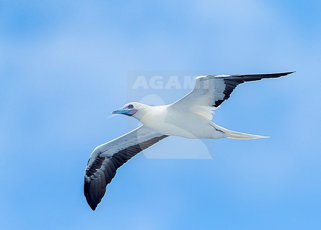 Red-footed booby, Sula sula rubripes, northwards in the Pacific Ocean, from Norfolk islands (Australia) to Vanuatu located in the South Pacific Ocean. stock-image by Agami/Marc Guyt,