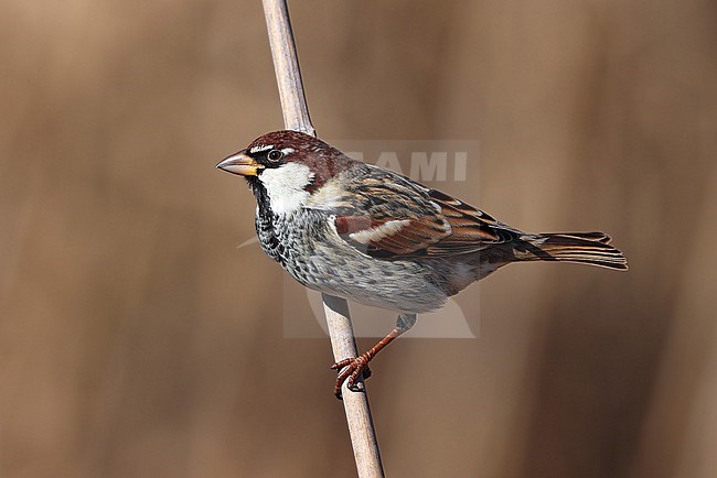 Spanish Sparrow  (Passer hispaniolensis) adult male taken the 16/01/2024 at Laguna del Taray - Tolede  - Spain stock-image by Agami/Aurélien Audevard,
