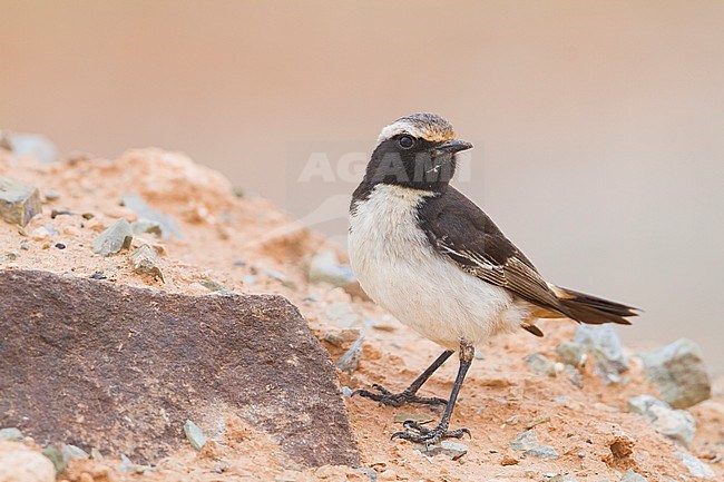 Red-rumped Wheatear - Fahlbürzel-Steinschmätzer - Oenanthe moesta, Morocco, adult male stock-image by Agami/Ralph Martin,