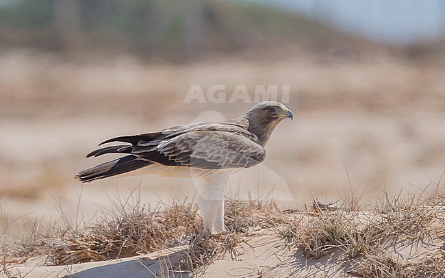 Side view of a pale morph Booted Eagle (Hieraaetus pennatus) on the ground. Oman stock-image by Agami/Markku Rantala,