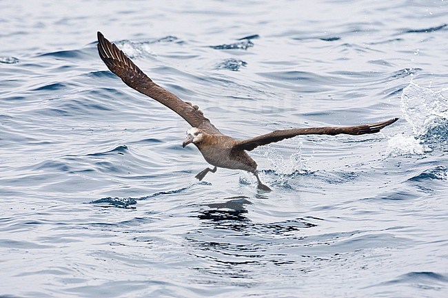 Adult Black-footed Albatross (Diomedea nigripes) at sea off the coast of Montery in California, USA. Running over the water towards the stern of a small ship, expecting food scraps. stock-image by Agami/Marc Guyt,