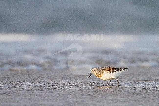 Drietandstrandloper foeragerend; Sanderling foraging stock-image by Agami/Menno van Duijn,