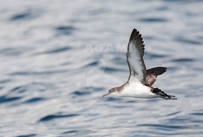 Manx Shearwater (Puffinus puffinus) in flight over the Atlantic ocean off Cornwall in England during late summer. Banking away, showing under wing pattern. stock-image by Agami/Marc Guyt,