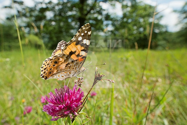 Distelvlinder op paarse bloem, Painted Lady at purple flower stock-image by Agami/Rob de Jong,