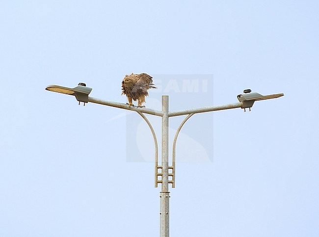Young Eastern Imperial Eagle (Aquila heliaca) on wintering grounds in an urban setting, Saudi Arabia stock-image by Agami/Tomas Grim,