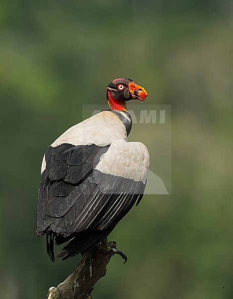 Adult King Vulture (Sarcoramphus papa) perched on a trunk in Manu National Park, Peru, South America. stock-image by Agami/Steve Sánchez,