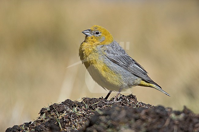 A male Bright-rumped Yellow Finch (Sicalis uropigyalis uropigyalis) at Salinas, Arequipa, Peru. stock-image by Agami/Tom Friedel,