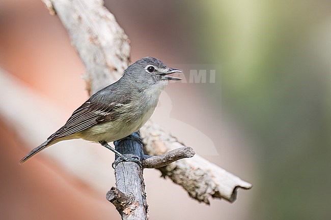 Adult
Boulder Co., CO
June 2023 stock-image by Agami/Brian E Small,