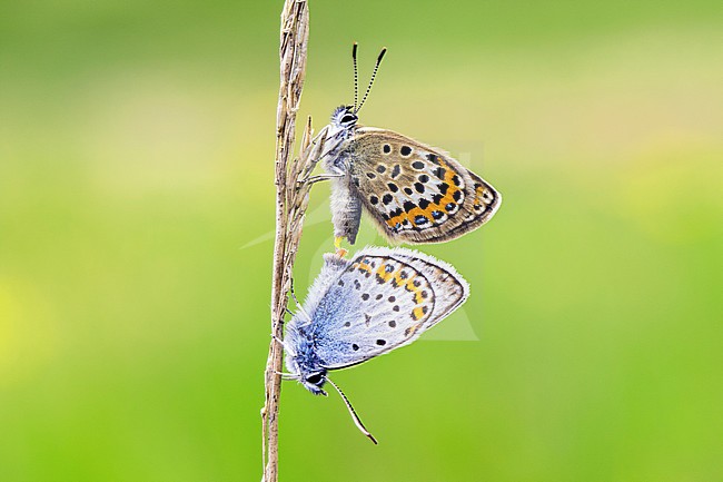 Silver-studded Blue, Plebejus aragus stock-image by Agami/Wil Leurs,