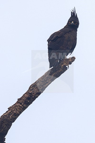 Long-crested Eagle (Lophaetus occipitalis) perched in a tree in Tanzania. stock-image by Agami/Dubi Shapiro,