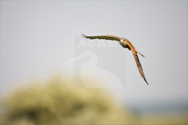 Mannetje Torenvalk in de vlucht; Male Common Kestrel in flight stock-image by Agami/Marc Guyt,