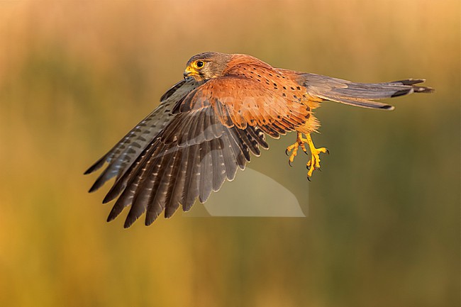 Male Common Kestrel (Falco tinnunculus) in Italy. stock-image by Agami/Daniele Occhiato,
