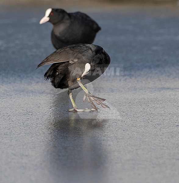 Wintering Eurasian Coots (Fulica atra) in Katwijk, Netherlands. Standing on ice, picking on a wound on its leg. stock-image by Agami/Marc Guyt,