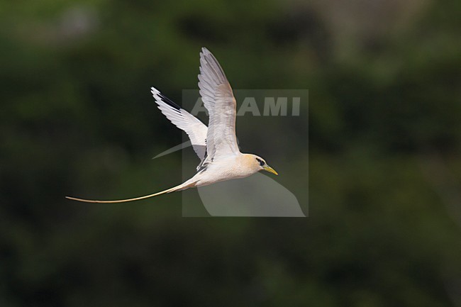 Verdwaalde Witstaartkeerkringvogel op de Azoren; Vagrant White-tailed Tropicbird on the Azores stock-image by Agami/Daniele Occhiato,