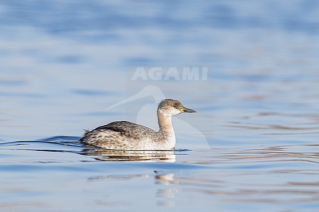 stock-image by Agami/Menno van Duijn,
