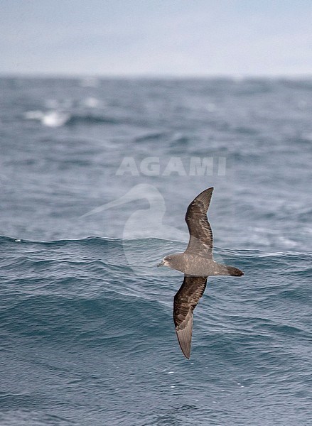 Grey-faced Petrel (Pterodroma gouldi) in flight low over the ocean, in front of a wave, off New Zealand. stock-image by Agami/Marc Guyt,