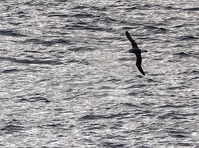 Northern Buller's Albatross, Thalassarche bulleri platei, at sea towards Chatham Islands, New Zealand. With strong backlight. stock-image by Agami/Marc Guyt,