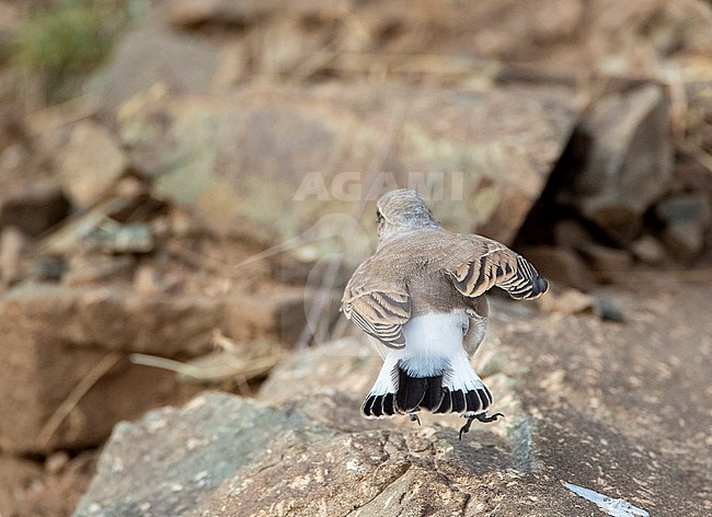 First-winter Seebohm’s Wheatear (Oenanthe seebohmi) in highlands of Morocco during late summer. Showing rump and tail pattern. stock-image by Agami/Marc Guyt,