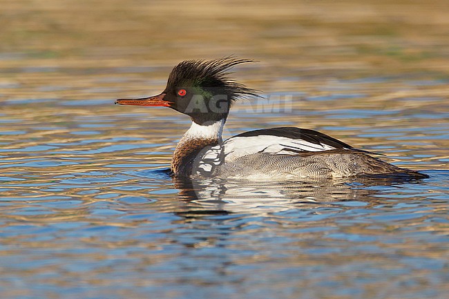 Adult male
Riverside Co., CA
March 2012 stock-image by Agami/Brian E Small,
