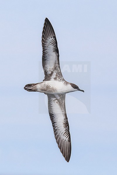Great shearwater (Ardenna gravis) flying, with thesky as background, in Brittany, France. stock-image by Agami/Sylvain Reyt,