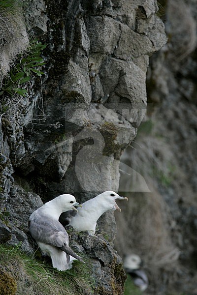 Noordse Stormvogel roepend; Northern Fulmar calling stock-image by Agami/Menno van Duijn,