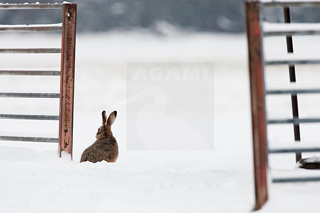 Europese Haas in de sneeuw, European Hare in the snow stock-image by Agami/Menno van Duijn,