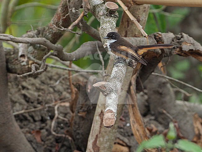 Cinnamon-tailed Fantail (Rhipidura fuscorufa) in the Banda Sea, Indonesia. stock-image by Agami/James Eaton,