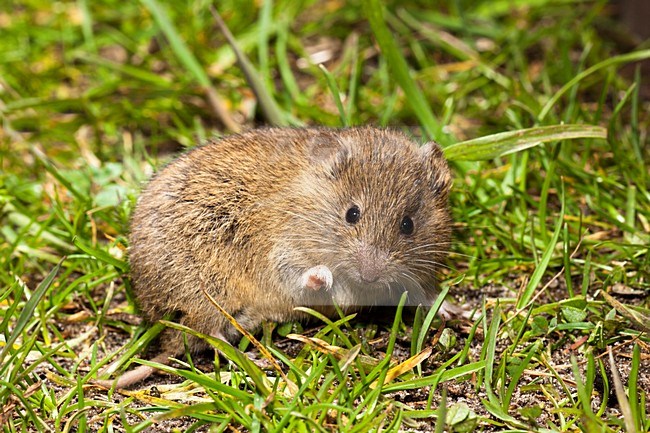 Foeragerende Veldmuis; Foraging Common Vole stock-image by Agami/Theo Douma,