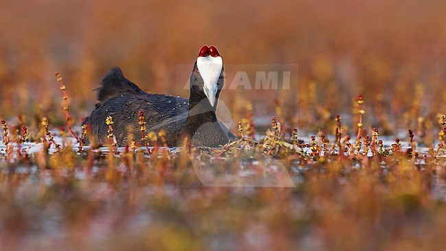 Crested Coot swiming in Dayat Aoua Lake, Immousert, Morocco. May 2012. stock-image by Agami/Vincent Legrand,