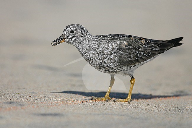 Adult in transition to breeding
Los Angeles Co., CA
March 2009 stock-image by Agami/Brian E Small,