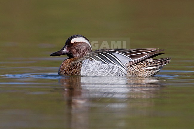 Mannetje Zomertaling; Male Garganey stock-image by Agami/Daniele Occhiato,