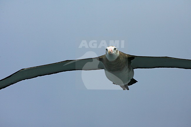 Tristan Albatross immature flying; Tristan Albatros onvolwassen vliegend stock-image by Agami/Marc Guyt,